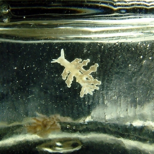 Montiopora eating nudibranch