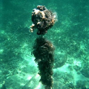 Dry Tortugas