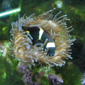 Maroon Clownfish in Bubbletip Anemone