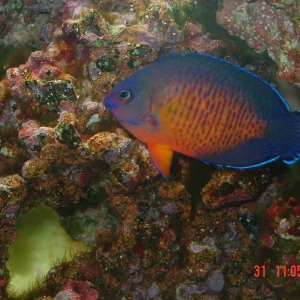 Coral Beauty Angelfish