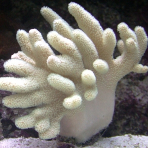 White finger coral