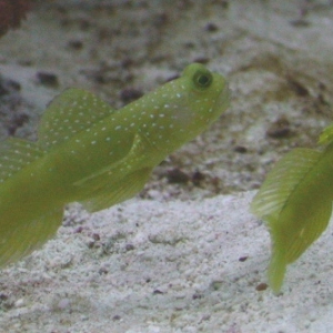Goby Love~~