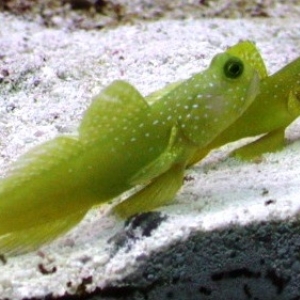 Goby Love~~