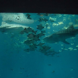 GA Aquarium - whale sharks