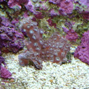 Turbinaria peltata (Pagoda Cup Coral)