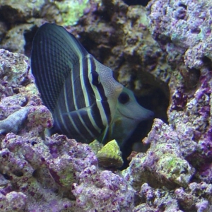 sailfin_and_scopus