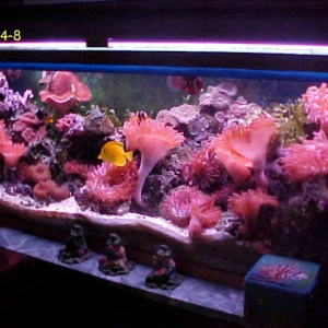 Main Anemone tank