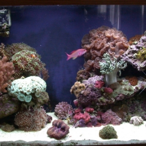 Jan '06 Full Tank Pic