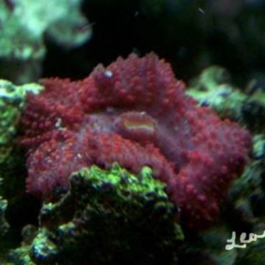 Red Mushroom