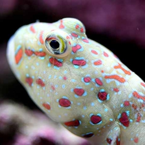 Pink spotted
