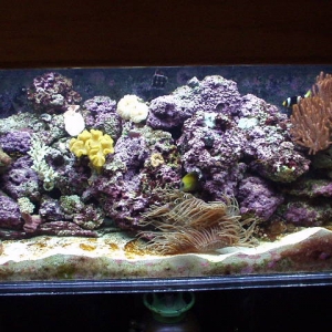 75 Gal. SeaClear II Reef Tank