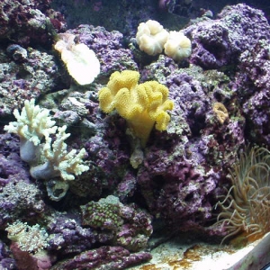 75 Gal. SeaClear II Reef Tank