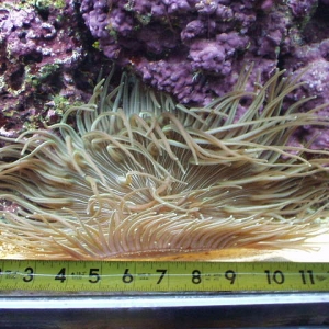 Long Tenacle Anemone