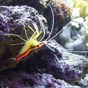 Skunk Cleaner Shrimp