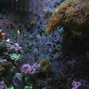 Showing corals in proximity to Torch