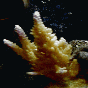 Fish_Tank_-_Jan_27_2007_thumb