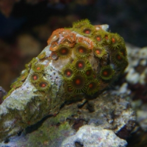 Zoa