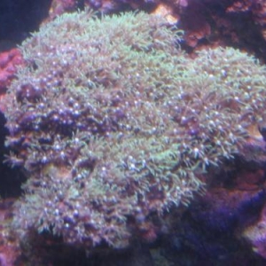 My first Coral...Green Star Polyp!