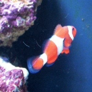 my new clown