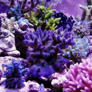 blue millepora