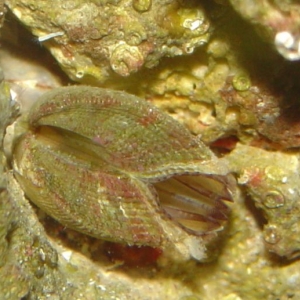 mystery_close_up