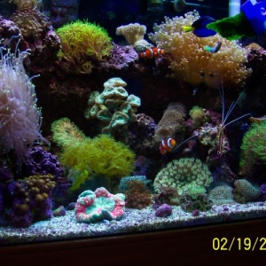 50 Gallon Reef
