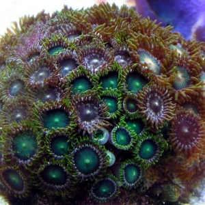 greenzoas_001