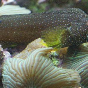 Green stripe mushroom and Starry Blenny