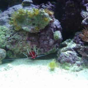 2-21-06_shrimp_goby