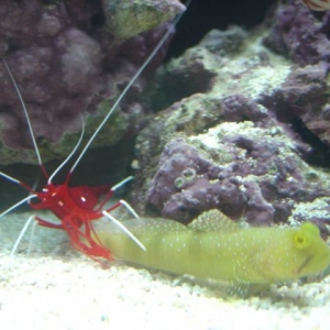 2-21_shrimp_goby2