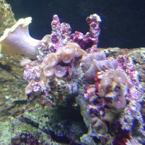 Yellow toad stool  w/ polyps and mushrooms