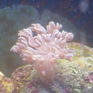 Xenia Coral in spawning tank