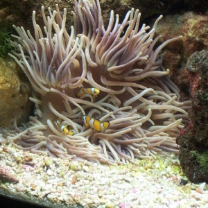 Clowns in a Long Tenacle Anemone