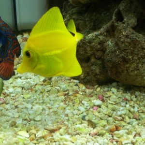 Yellow Tang and Green Mandarin