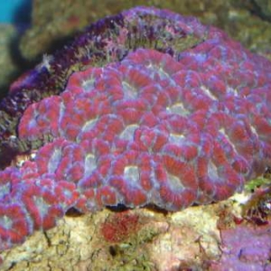 pinkAcan