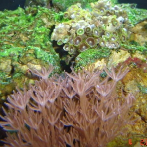 My current corals