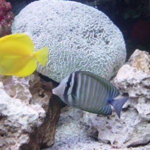 SAILFIN_YELLOW_TANG