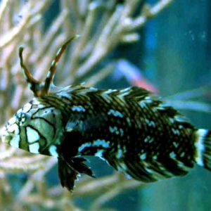 dragon wrasse