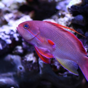 Male Lyretail Anthias