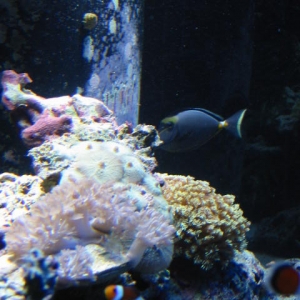 Charyabb's Corals (Oscar in the background)