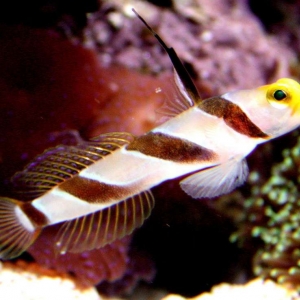 Yellow Rose Goby