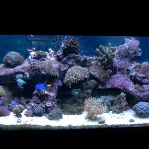 75 gallon reef