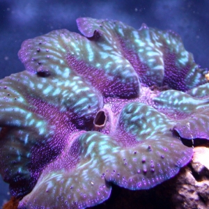 Crocea Clam