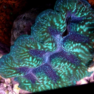 Crocea Clam - top view