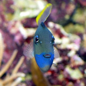 Xanthichthys posing