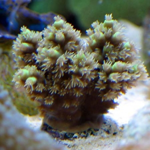 Acro Frag