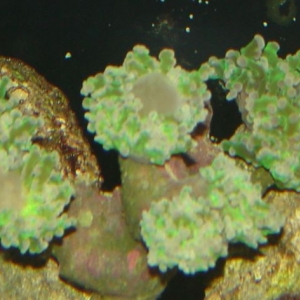 frogspawn at night