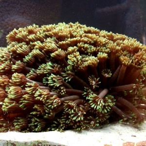 Goniopora