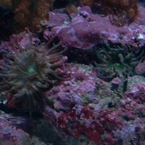 majano anemones