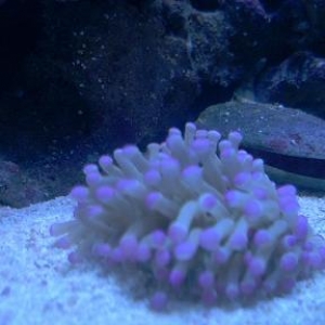 Pink plate coral